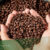 Differences-Between-Arabica-&-Robusta-Coffee