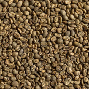 Lintong Arabica