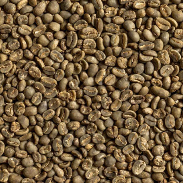 Lintong Arabica