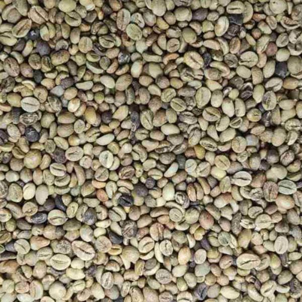 Robusta Lampung