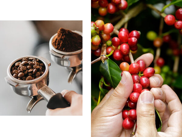 profile - elTC-Coffee